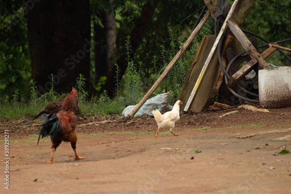 Obraz rooster and hens