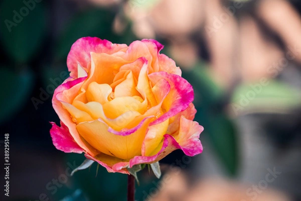 Fototapeta single yellow rose