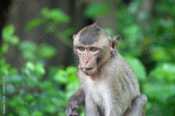 Fototapeta 可愛いサル
