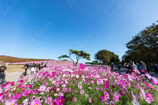 Fototapeta 国営ひたち海浜公園のコスモスとコキア