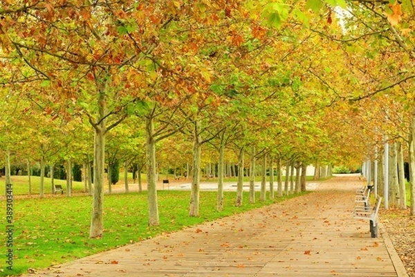 Obraz row of autumn trees in the park with green grass and path, lonely, park, green, 