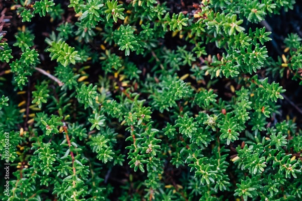 Fototapeta Green leaves pattern and natural forest background