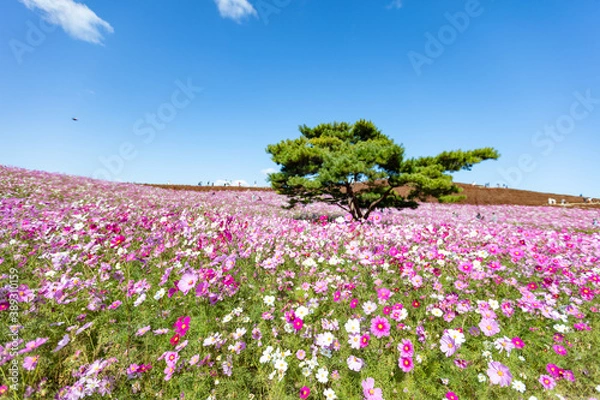 Obraz 国営ひたち海浜公園のコスモスとコキア