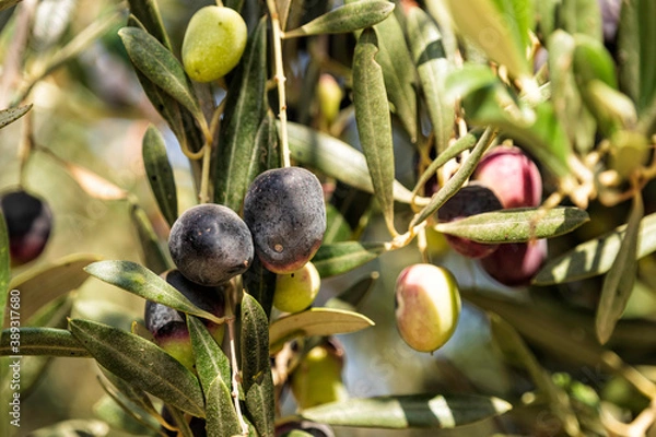 Fototapeta Olive tree branches with unripe fruits closeup against the sky