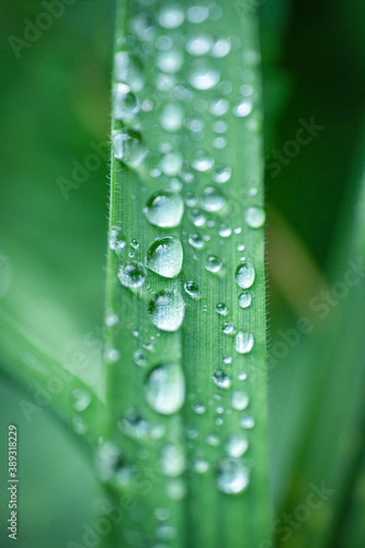 Obraz water drops on green leaf macro