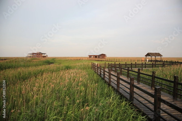 Obraz View of Chongming Dongtan Birds National Natural Reserve with reed and grass land in Chongming Island, Shanghai, China