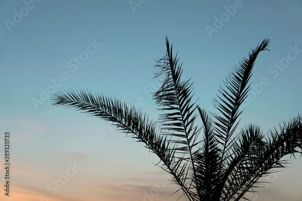 Fototapeta Palm leaves background. Tropical palm branch against the background of sunset and clear sky