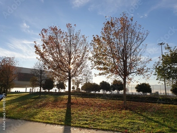 Obraz spring in the park