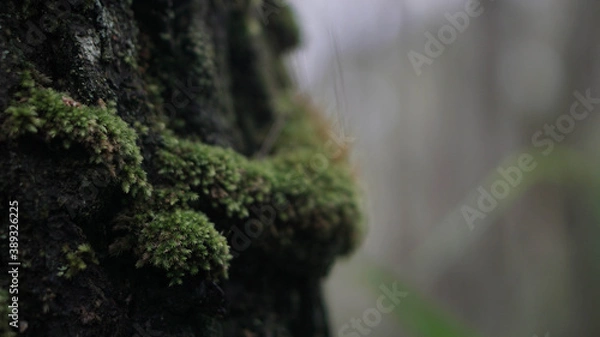 Obraz DEKDONN Photoworks