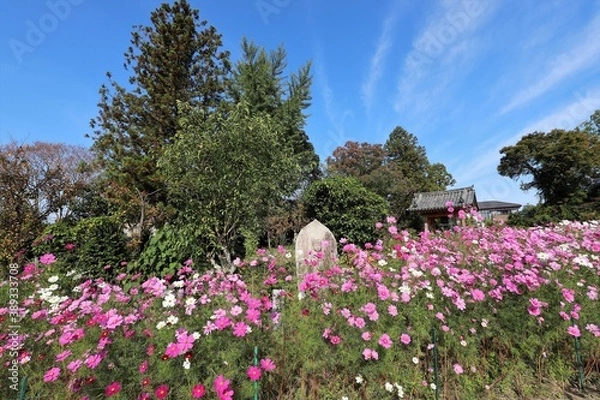 Fototapeta 般若寺のコスモス