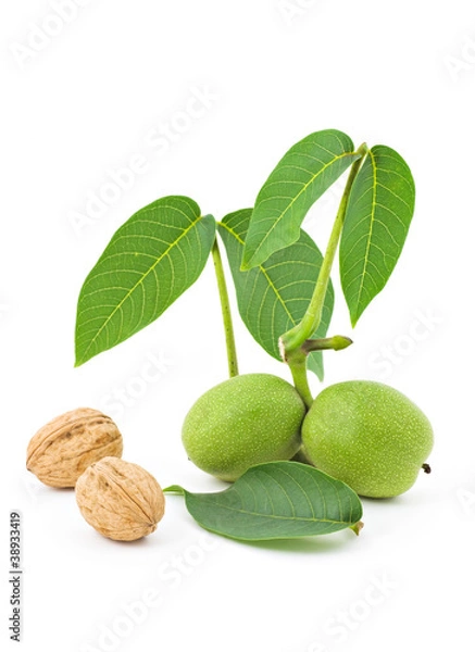 Obraz Branche de noix vertes