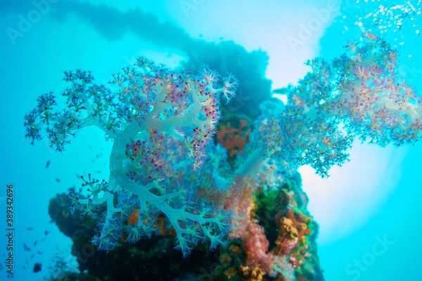 Obraz Flower-like soft coral