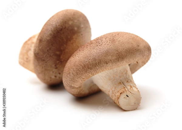Fototapeta Shiitake mushroom on white background.