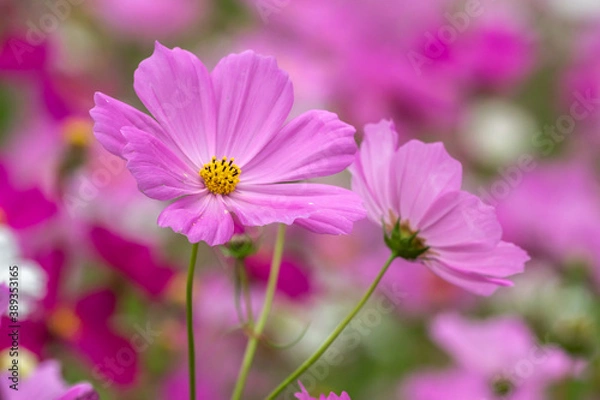 Fototapeta コスモス畑　秋のイメージ