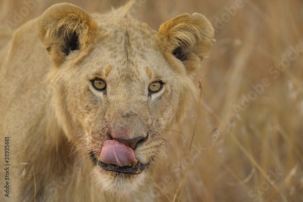 Obraz Löwe mit hypnotischen Blick