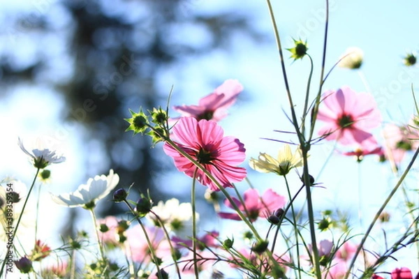 Obraz 光を受けて