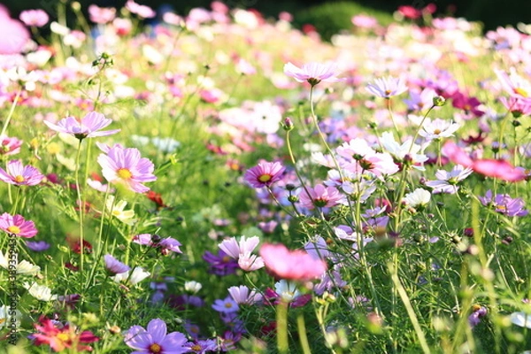 Obraz 咲き乱れる