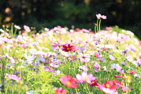 Obraz コスモス畑

