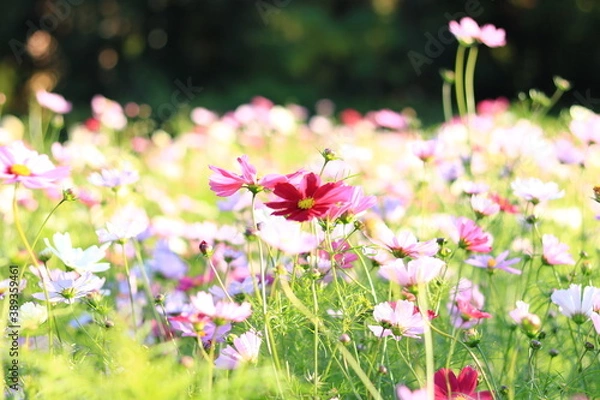 Obraz コスモス畑