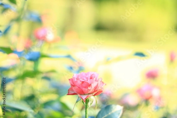 Obraz 光の中のバラ