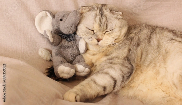 Fototapeta Lop-eared fluffy gray cat with a toy elephant