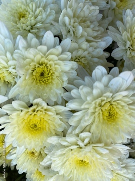 Obraz White Mums in Full Bloom