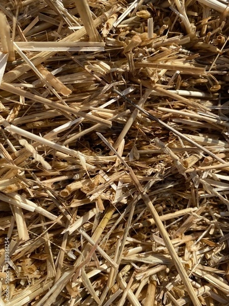 Obraz Straw in Close-Up
