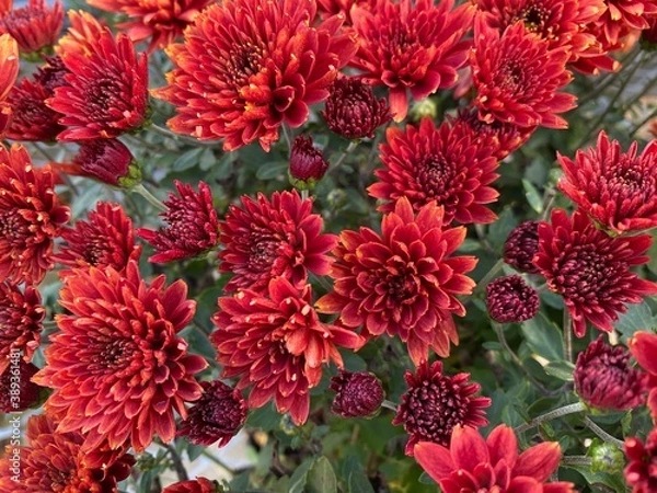 Obraz Red Mums in Full Bloom