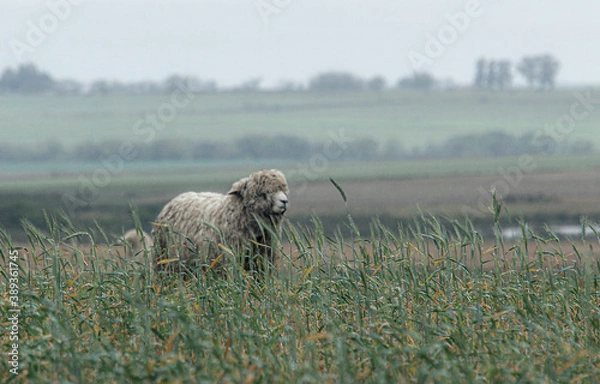 Obraz Cordero patagonico