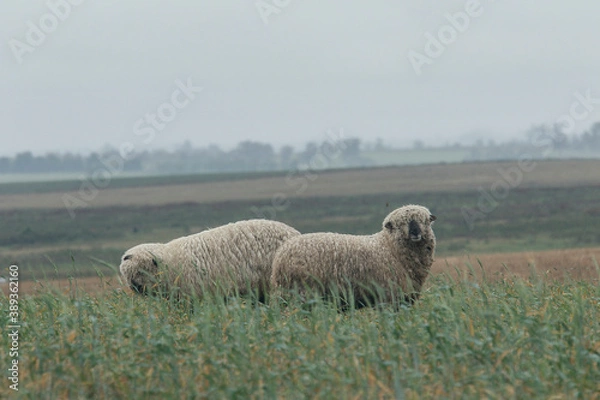 Fototapeta Cordero patagonoco