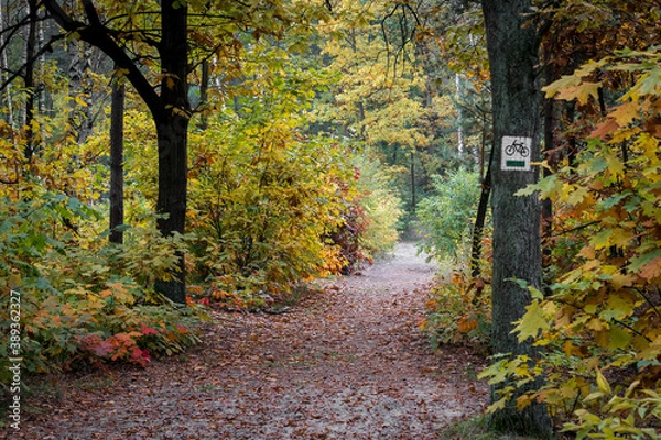 Obraz A bicycle trail in a wilderness near Warsaw, Poland. A path covered with sand, autumnal colors of foliage and a white bicycle sign painted on an oak tree.
