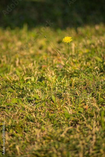 Fototapeta 一輪の花