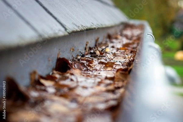 Fototapeta A portrait of a roof gutter clogged by many fallen autumn leaves hanging from a slate roof. This is a typical annual chore during or after fall to clean the gutter.
