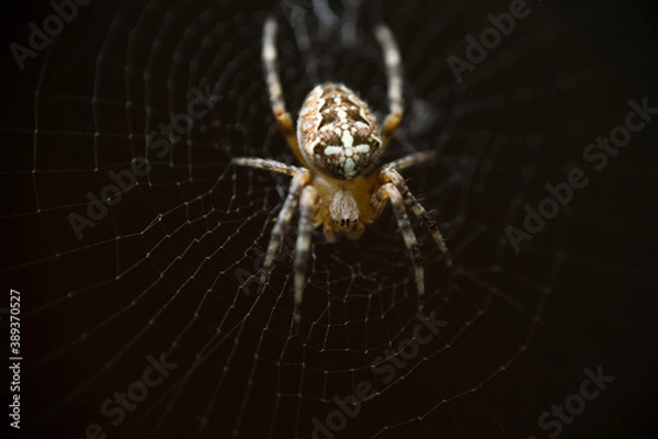 Obraz spider on a web