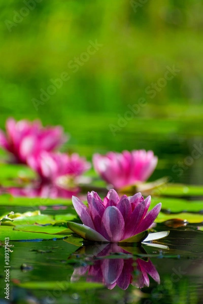Obraz Water lilies