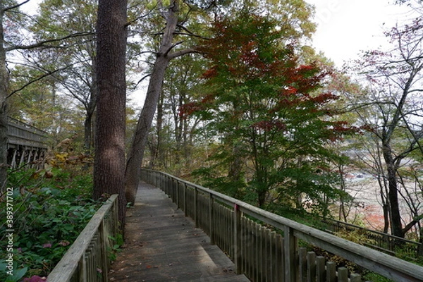 Fototapeta おいらせ　白鳥公園