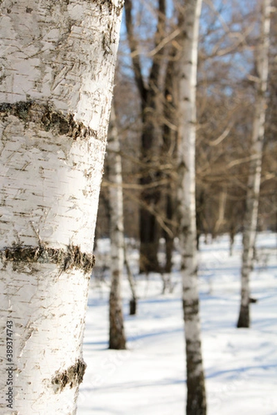 Obraz snow covered trees