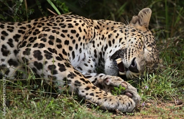 Fototapeta Leopard  - Sri Lankan - Wilpattu NP (Pantera pardus kotiya)