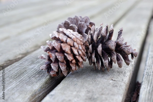 Obraz まつぼっくり