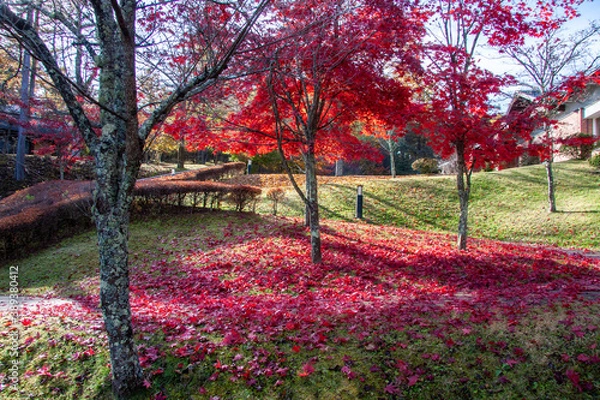 Fototapeta もみじ