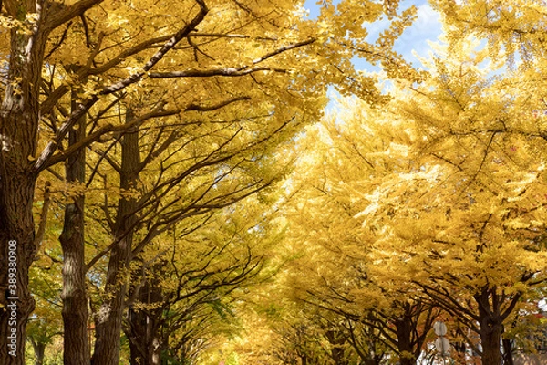 Obraz 北海道　札幌市の紅葉