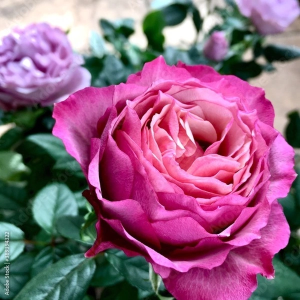 Obraz ミニ薔薇、タマラコルダナとラミー