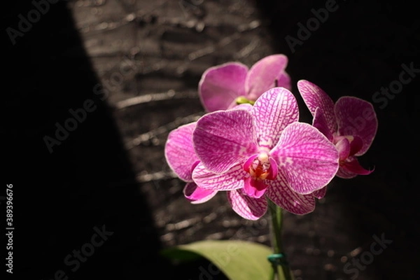 Obraz pink orchid on black background, spring