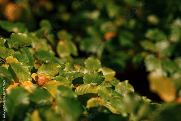 Fototapeta Wonderful fairytale autumn day with colorful leaves and forests