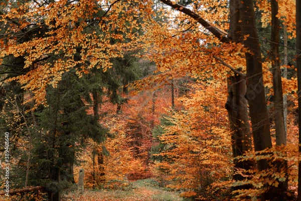 Fototapeta autumn forest walk with beautiful colors in the Bavarian forest
