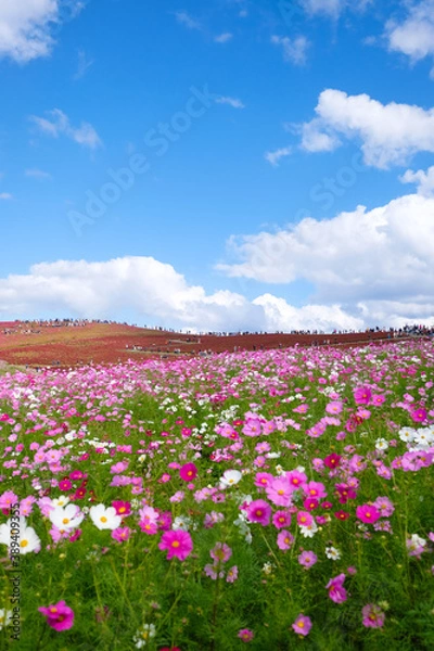 Fototapeta 茨城県ひたちなか市の公園のコスモス畑