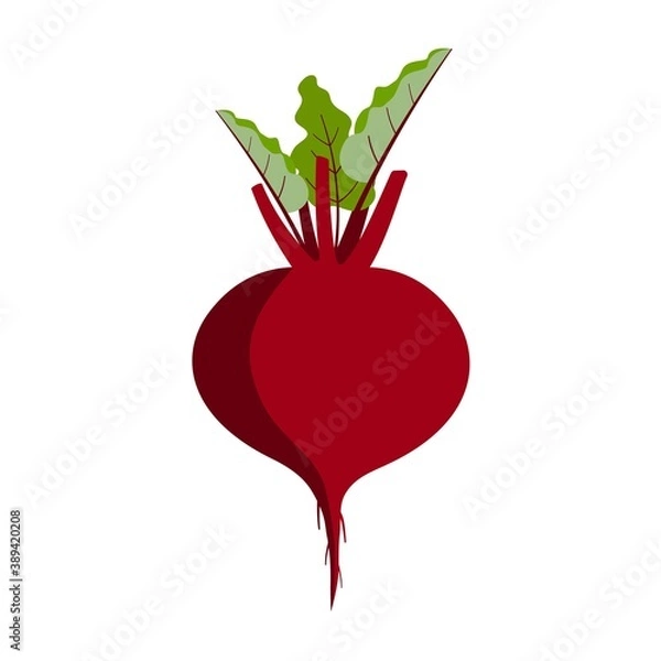 Obraz Red root vegetable with green leaves. Beetroot illustration