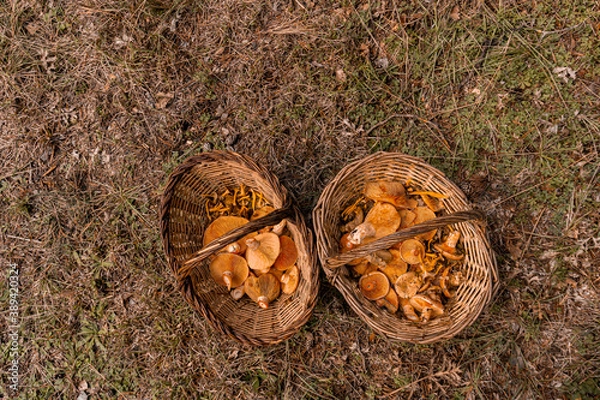 Fototapeta Autumn scene. Two wicker baskets with wild mushrooms. Autumn background. Top view.