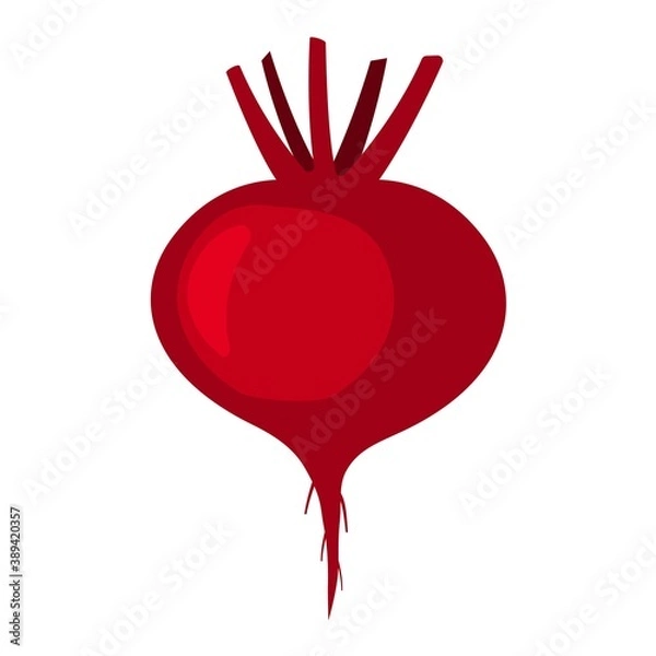 Obraz Red root crop. Beetroot fresh natural illustration