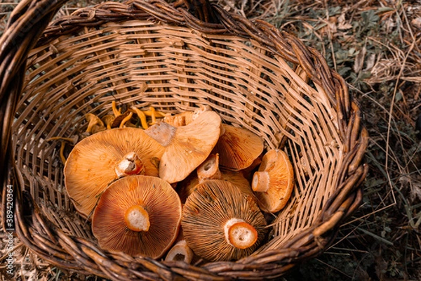 Fototapeta Autumn background of a wicker basket full of fresh and wild mushrooms.  Selective focus. Top view.